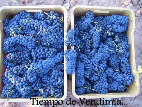 bodegas-riojanas-uvas-cenicero.jpg